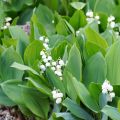 Convallaria majalis Branco