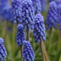 Jacinto-uva Dark Eyes - Muscari armeniacum