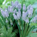 Jacinto-uva Valerie Finnis - Muscari armeniacum