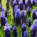 Jacinto-uva - Muscari latifolium