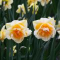 Narciso Duplo Double Beauty