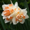 Narciso Jonquilla Replete