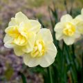 Narciso Duplo Yellow Cheerfulness
