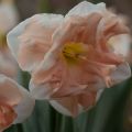Narciso de coroa dividida Apricot Whirl