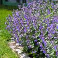 Nepeta faassenii - Erva-dos-gatos