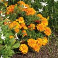 Cravo-túnico Bonanza Orange - Tagetes patula