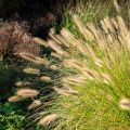 Pennisetum alopecuroides Hameln