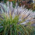 Pennisetum alopecuroides Red Head