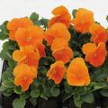 Amor-perfeito Matrix F1 Orange Deep - Viola hybrida