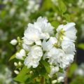 Philadelphus Virginal