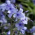Flox-tapete Chattahoochee - Phlox divaricata