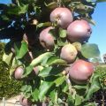 Macieira colunar Ballerina® Polka - Malus domestica