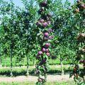 Macieira Chinon colunar Georges Delbard - Malus domestica
