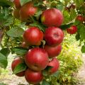 Macieira colunar Ballerina® Polka - Malus domestica