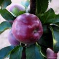 Macieira Chinon colunar Georges Delbard - Malus domestica
