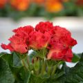 Primavera Rosebud F1 Red Shades