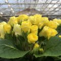 Primavera Rosebud F1 Light Yellow