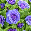Primavera Belarina Amethyst Ice