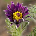 Pulsatilla vulgaris Papageno