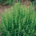 Alecrim para Churrasco - Rosmarinus officinalis