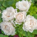Roseira floribunda Crème Chantilly