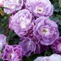 Roseira floribunda Pacific Dream