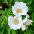 Roseira rugosa rugosa Alba