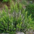 Alecrim - Rosmarinus officinalis