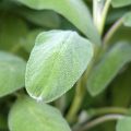 Salva Growers Friend plantas jovens - Salvia officinalis