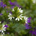 Scaevola aemula Surdiva Branco