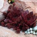 Sempervivum Chick Charms® Chocolate Kiss
