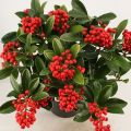 Skímia japonica Temptation