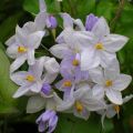 Solanum jasminoides Azul