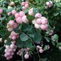 Symphoricarpos doorenbosii Mother of Pearl