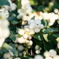 Symphoricarpos doorenbosii White Hedge