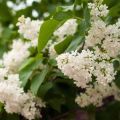 Syringa vulgaris Comtesse D'Harcourt