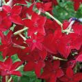 Nicotiana Perfume Vermelho em sementes