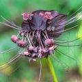 Tacca chantrieri - Flor-morcego