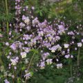 Thalictrum delavayi