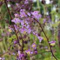 Thalictrum × delavayi Splendide