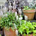 Tiarella Angel Wings Gowing