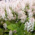 Tiarella Tiger Stripe