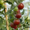 Tomate-cereja Black Cherry em plantas