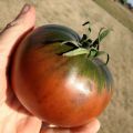 Tomate Cherokee Purple plantas jovens