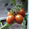 Tomate Cookie F1 plantas jovens enxertado La Sélection du Chef