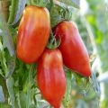 Tomate Cornue dos Andes - Tomate pimenta