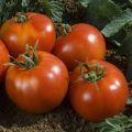 Tomate Fandango F1 plantas jovens