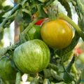 Tomate Green Zebra plantas jovens