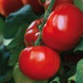 Tomate Maestria F1 Bio La Sélection du Chef