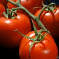 Tomate cacho Premio F1 plantas jovens